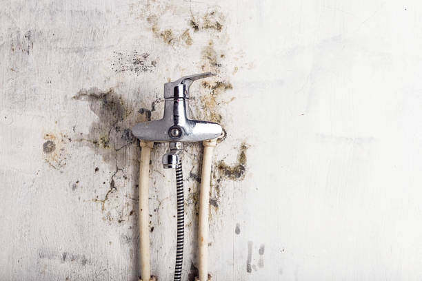 Best Best Mold Removal Companies  in Kill Devil Hills, NC
