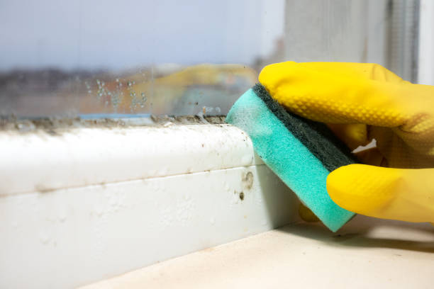 Best Mold Damage Repair  in Kill Devil Hills, NC