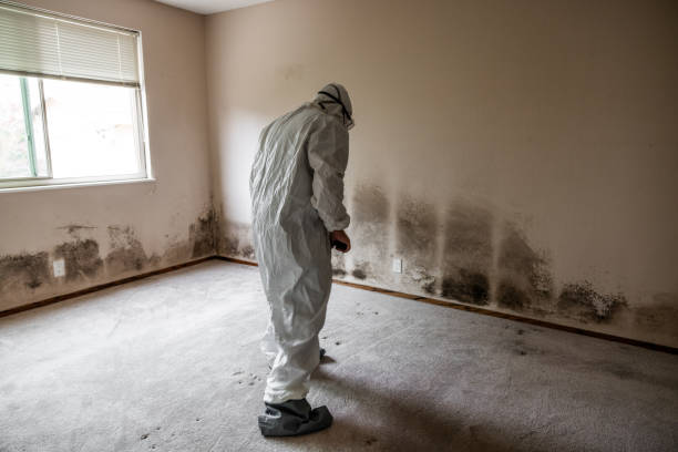 Best Mold Damage Repair  in Kill Devil Hills, NC